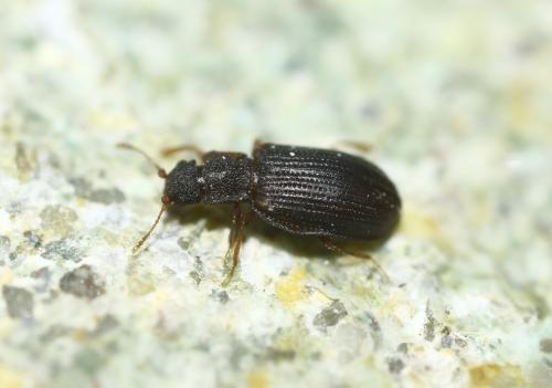 Latridius sp.